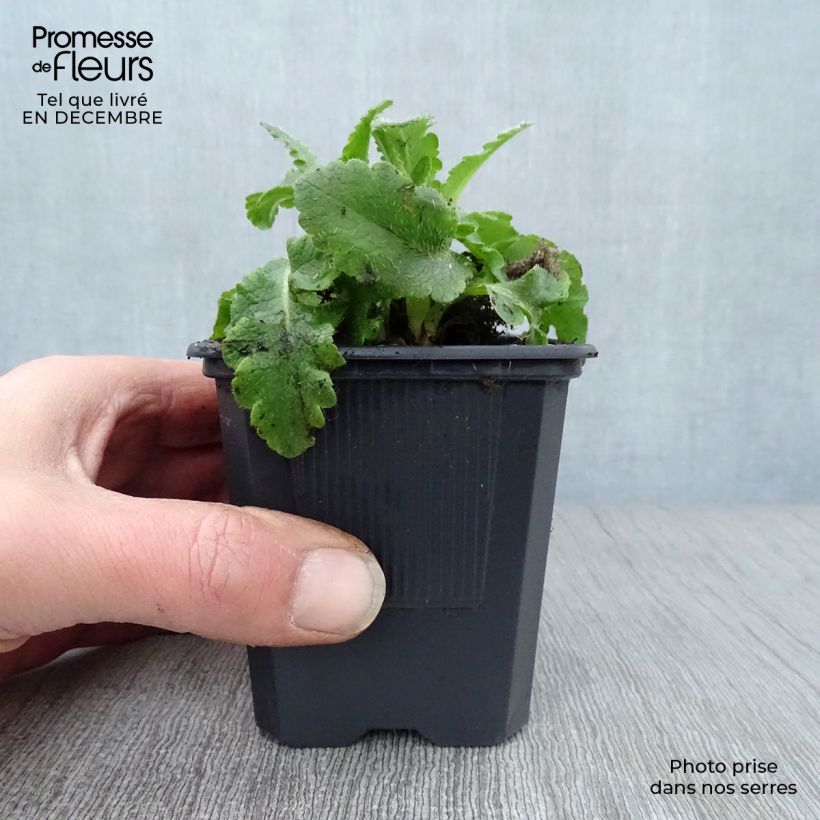 Papaver orientale Patty's Plum Vasetto da 8/9 cm esemplare consegnato in inverno