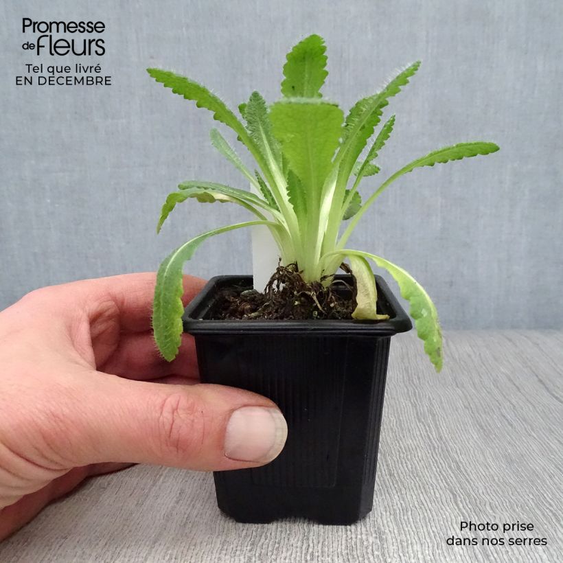 Papaver orientale Picotee Vasetto da 8/9 cm esemplare consegnato in inverno
