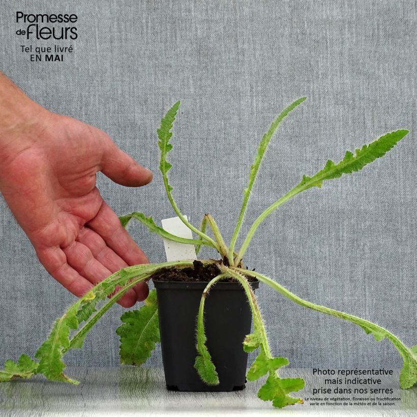 Papaver orientale Picotee Vasetto da 8/9 cm esemplare consegnato in primavera