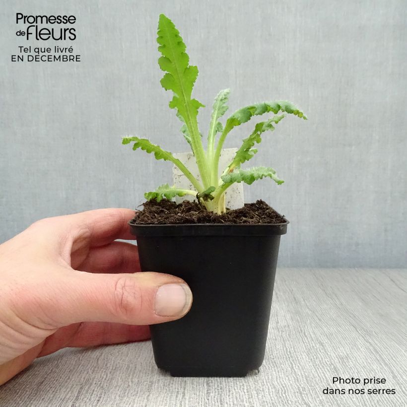 Papaver orientale Princess Victoria Louise Vasetto da 7/8 cm esemplare consegnato in inverno