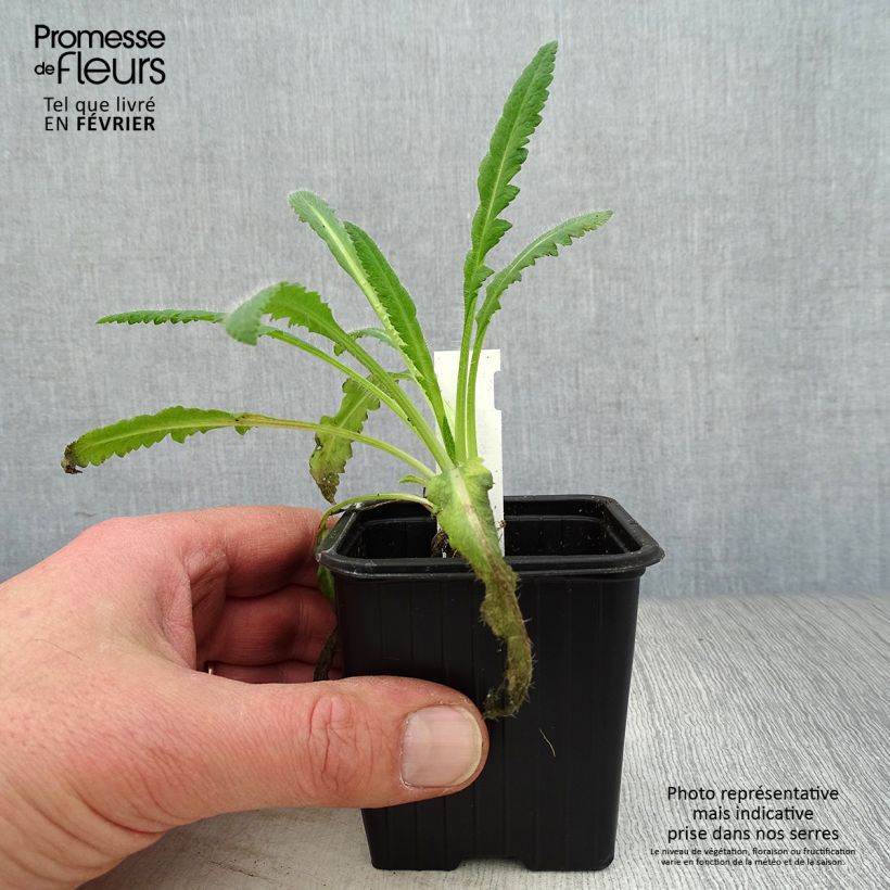 Papaver orientale Royal Chocolate Distinction Vasetto da 8/9 cm esemplare consegnato in inverno