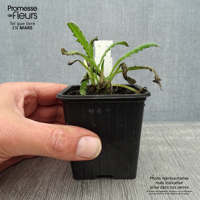 Papaver orientale Royal Chocolate Distinction Vasetto da 8/9 cm esemplare consegnato in primavera