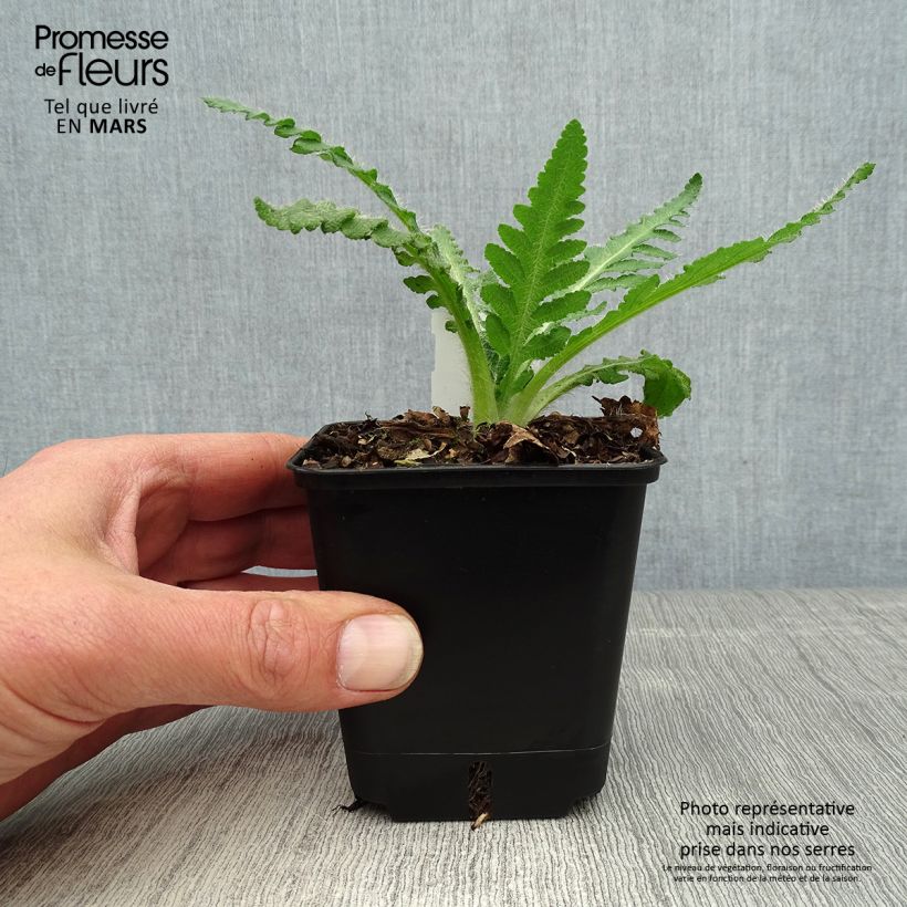 Papaver orientale Royal Wedding Vasetto da 7/8 cm esemplare consegnato in primavera