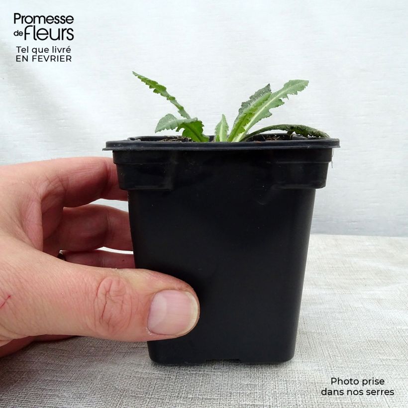 Papaver orientale Royal Wedding Vasetto da 7/8 cm esemplare consegnato in inverno