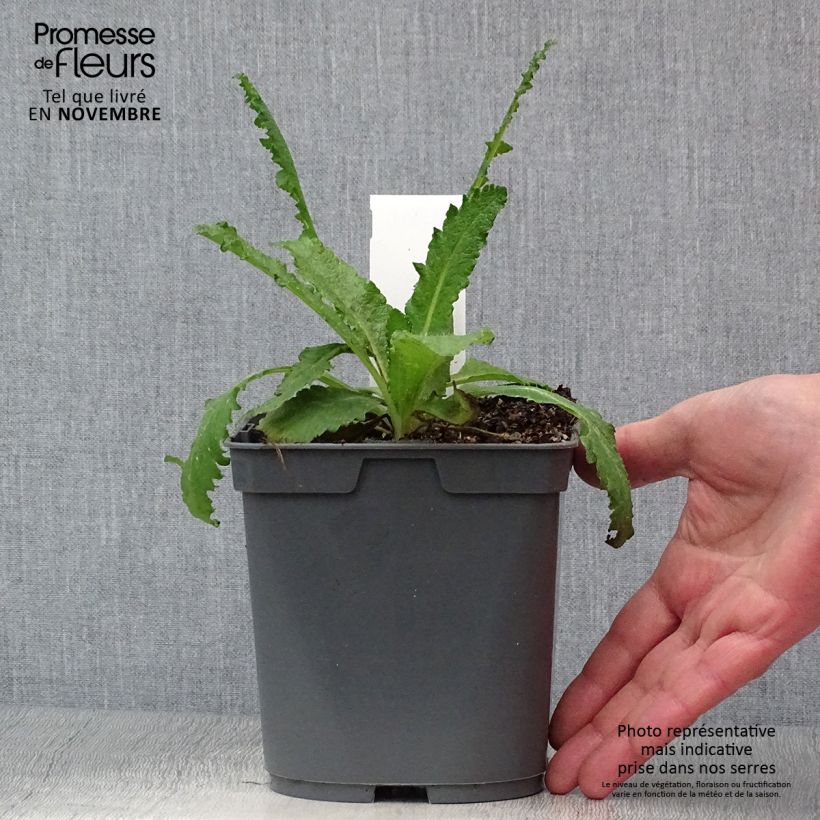 Esemplare di Papaver orientale Royal Wedding Vaso da 2L/3L come consegnato in autunno