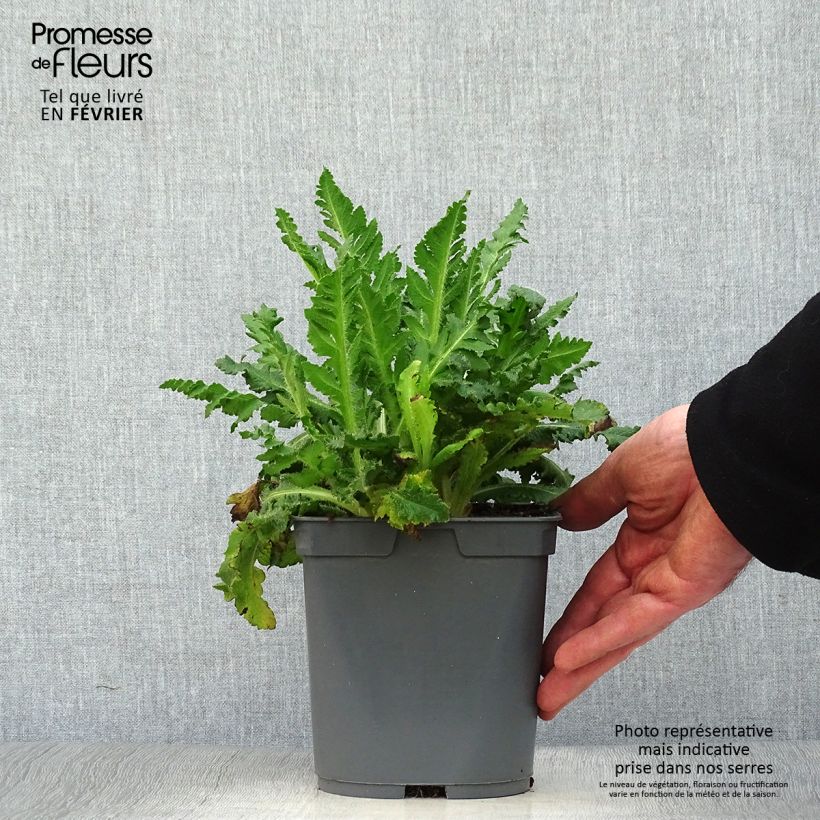 Papaver orientale Royal Wedding Vaso da 2L/3L esemplare consegnato in inverno