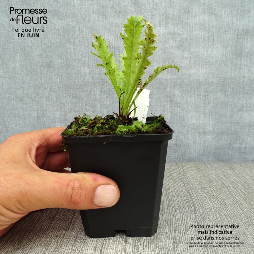 Esemplare di Papaver orientale Türkenlouis Vasetto da 8/9 cm consegnato in estate