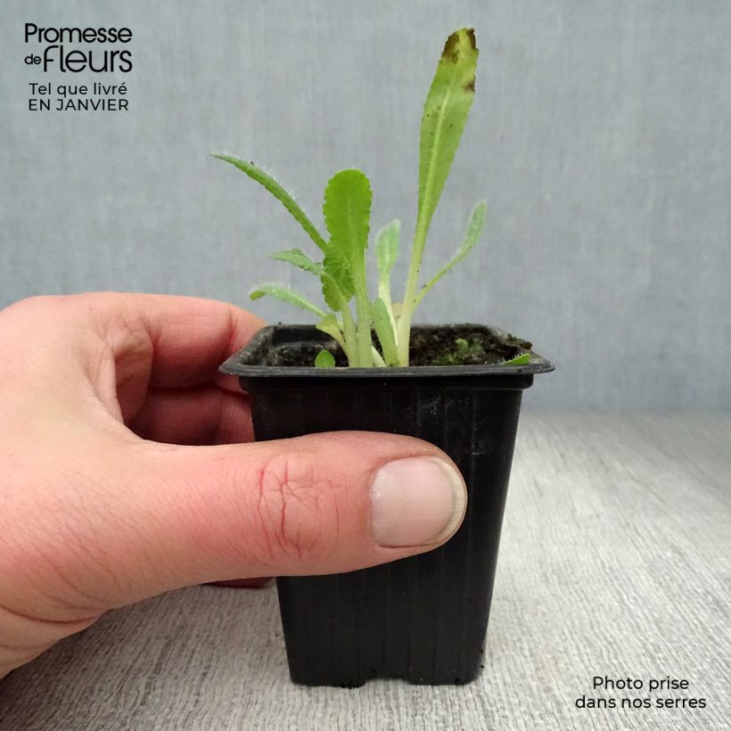 Papaver orientale Allegro Vasetto da 7/8 cm esemplare consegnato in inverno