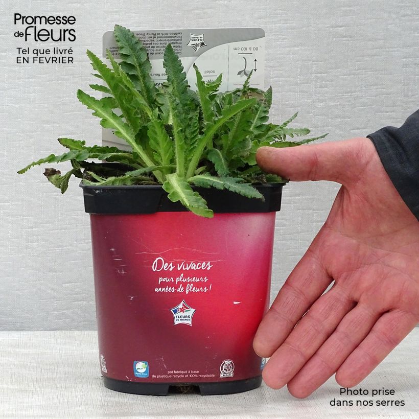 Papaver orientale Allegro Vaso da 2L/3L esemplare consegnato in inverno