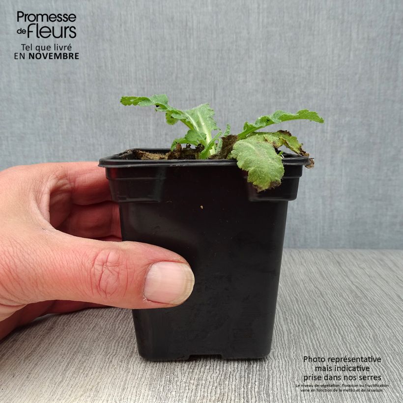 Esemplare di Papaver orientale Beauty of Livermere Vasetto da 7/8 cm come consegnato in autunno
