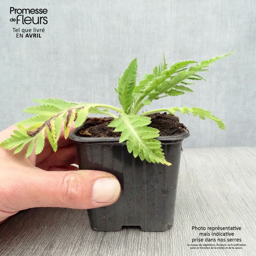 Papaver orientale Beauty of Livermere Vasetto da 7/8 cm esemplare consegnato in primavera