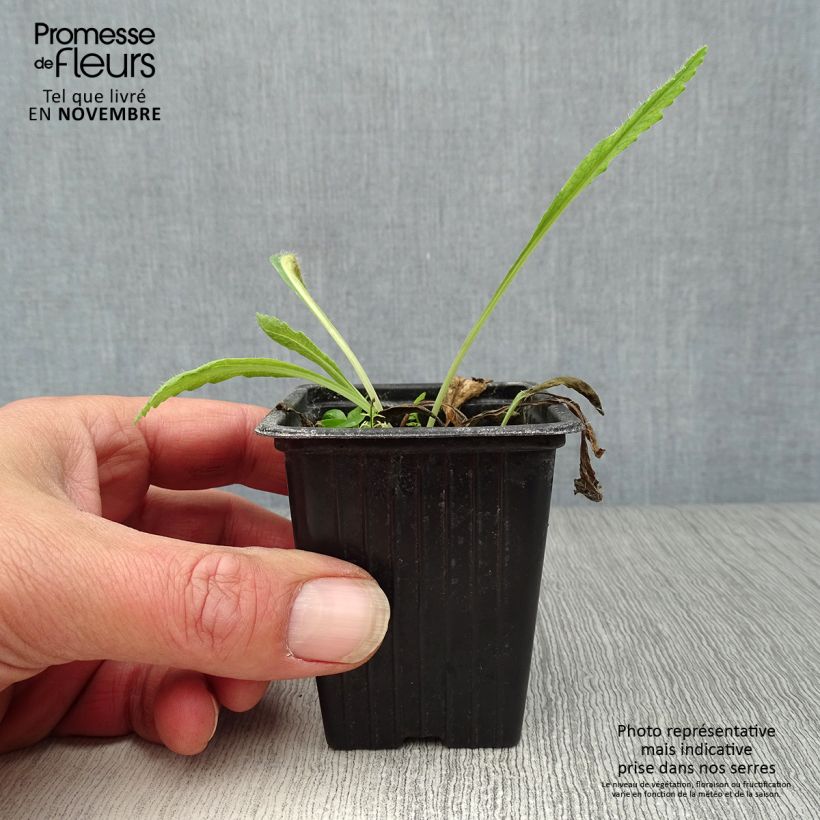 Esemplare di Papaver orientale Brilliant Vasetto da 7/8 cm come consegnato in autunno