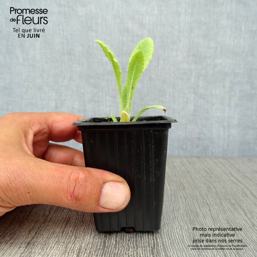 Esemplare di Papaver orientale Brilliant Vasetto da 7/8 cm consegnato in estate