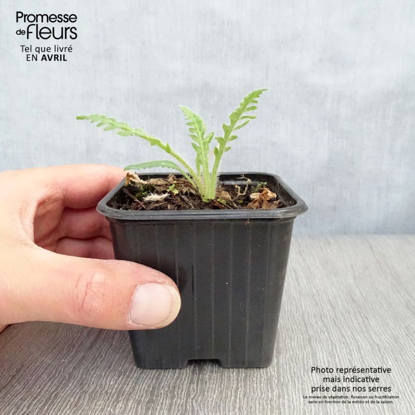 Papaver orientale Brilliant Vasetto da 7/8 cm esemplare consegnato in primavera