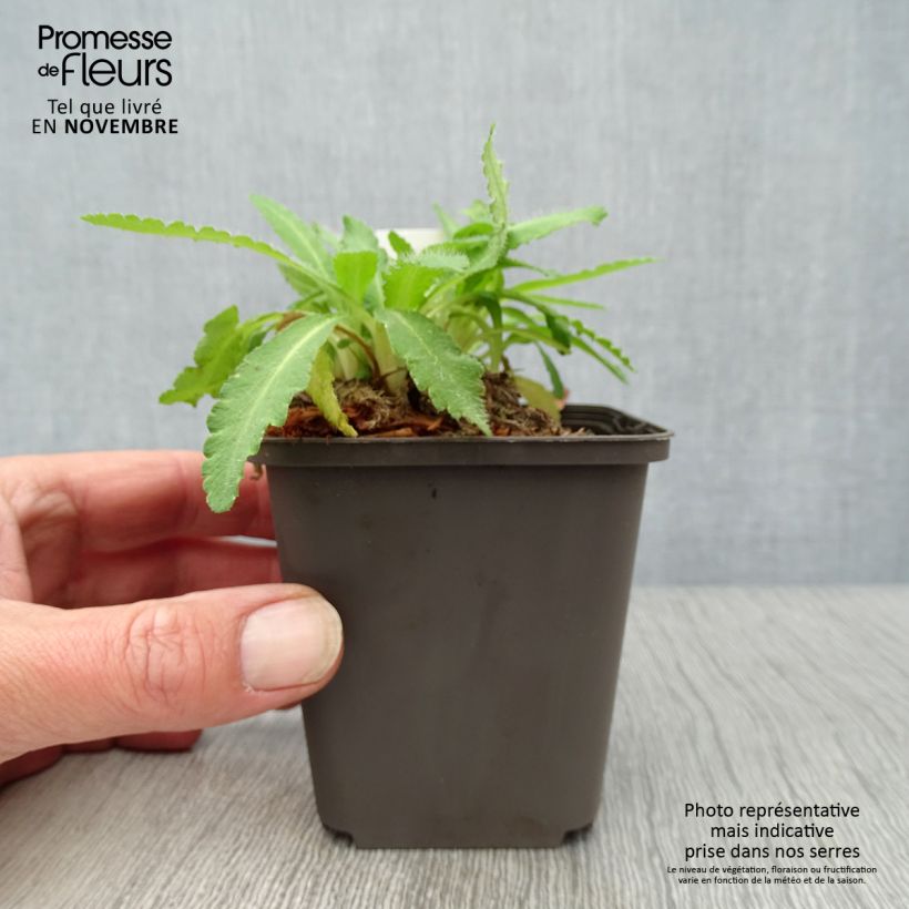 Esemplare di Papaver orientale Patty's Plum Vasetto da 8/9 cm come consegnato in autunno