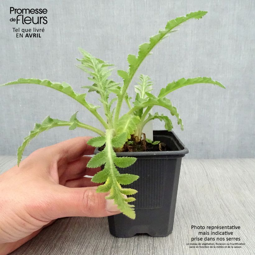 Papaver orientale Patty's Plum Vasetto da 8/9 cm esemplare consegnato in primavera