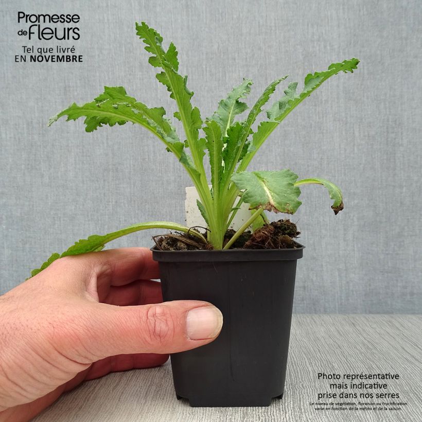 Esemplare di Papaver orientale Princess Victoria Louise Vasetto da 7/8 cm come consegnato in autunno