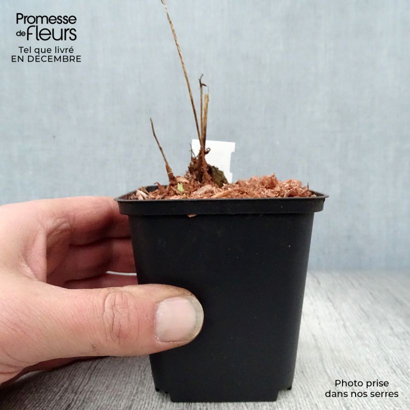 Meconopsis&#x20;cambrica&#x20;-&#x20;Papavero&#x20;del&#x20;Galles&#x20;Vasetto&#x20;da&#x20;8&#x2F;9&#x20;cm&#x20;esemplare&#x20;consegnato&#x20;in&#x20;inverno