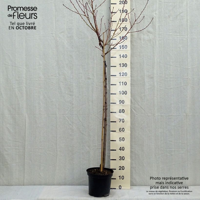 Esemplare di Pesco Redhaven Vaso da 7,5L/10L, Vaso impalcato medio come consegnato in autunno