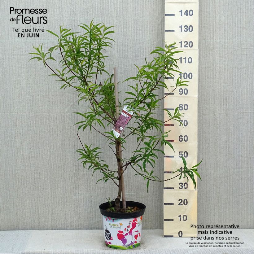 Prunus persica Taoflora Pink - Pesco da fiore Vaso da 7,5L/10L, Astone alto esemplare consegnato in primavera