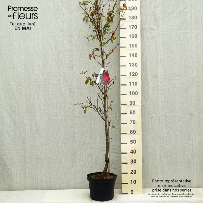 Prunus persica Taoflora Red - Pesco da fiore Vaso da 7,5L/10L, Astone alto esemplare consegnato in primavera