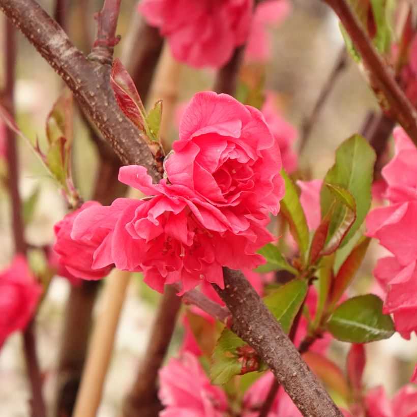 Prunus persica Taoflora Red - Pesco da fiore (Fogliame)