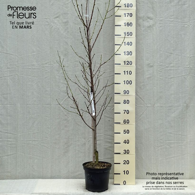 Prunus persica Taoflora White - Pesco da fiore Vaso da 7,5L/10L, Astone alto esemplare consegnato in primavera