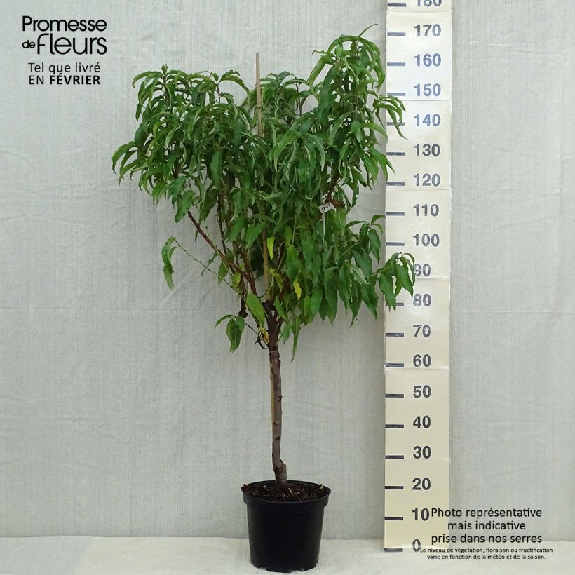 Esemplare di Pesco di vigna gialla Vaso da 7,5L/10L, Vasetto come consegnato in autunno