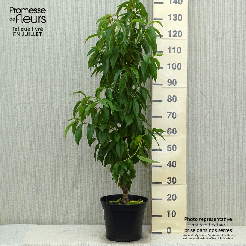 Esemplare di Pesco di vigna gialla Vaso da 7,5L/10L, Vasetto consegnato in estate