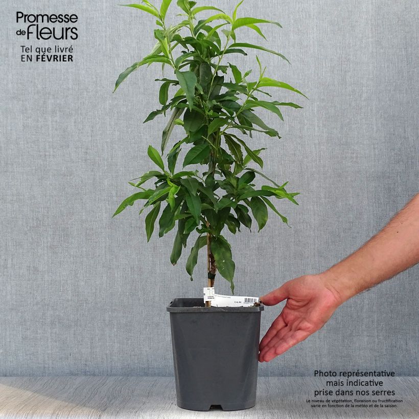Esemplare di Pesco Fruit Me Peach Me Yellow Vaso da 4L/5L, Nano come consegnato in autunno
