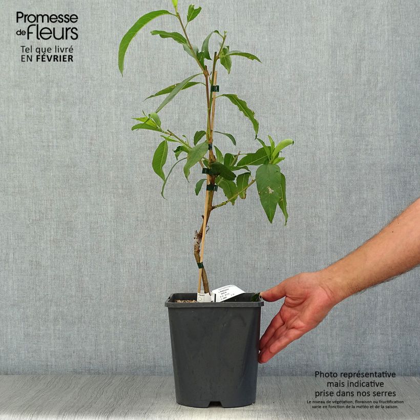 Esemplare di Pesco Fruit Me Necta Me Vaso da 4L/5L, Nano come consegnato in autunno