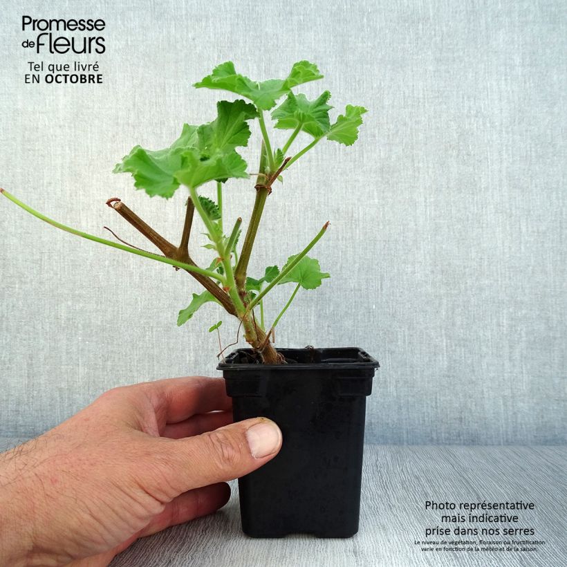 Esemplare di Pelargonium Atomic Snowflake Vasetto da 7/8 cm come consegnato in autunno
