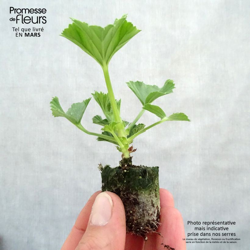 Pelargonium Burghi mini zolla... esemplare consegnato in primavera
