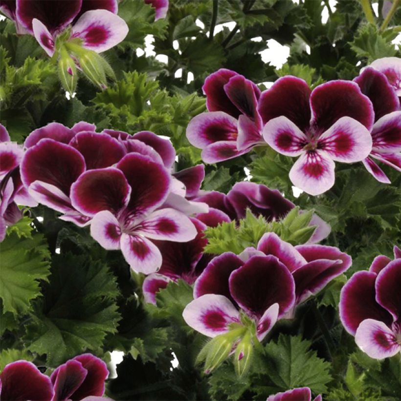 Pelargonium Angel's Perfume (Fioritura)