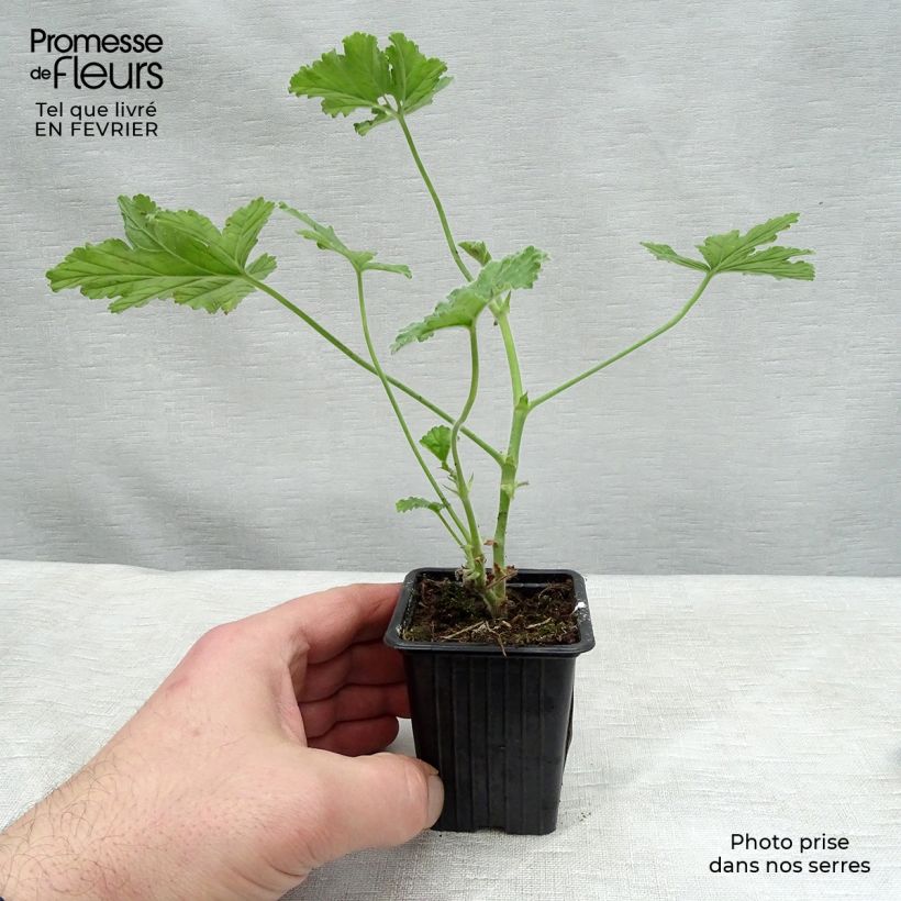 Pelargonium Attar of Roses Vasetto da 7/8 cm esemplare consegnato in inverno