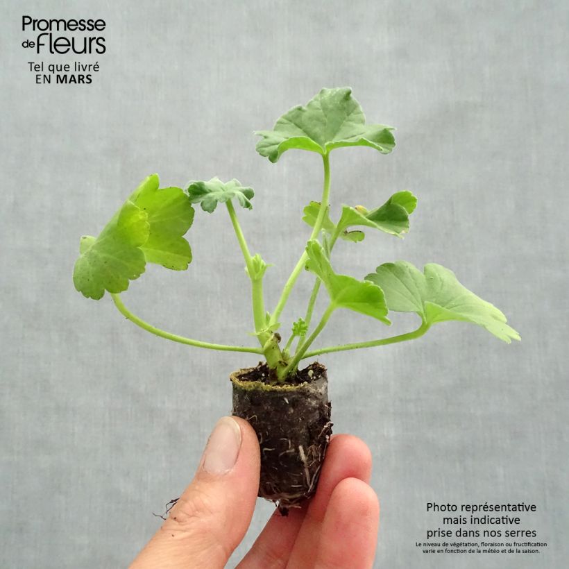 Pelargonium Orange Fizz - Geranio odoroso Mini zolla Ø 1,5/2,5 cm esemplare consegnato in primavera