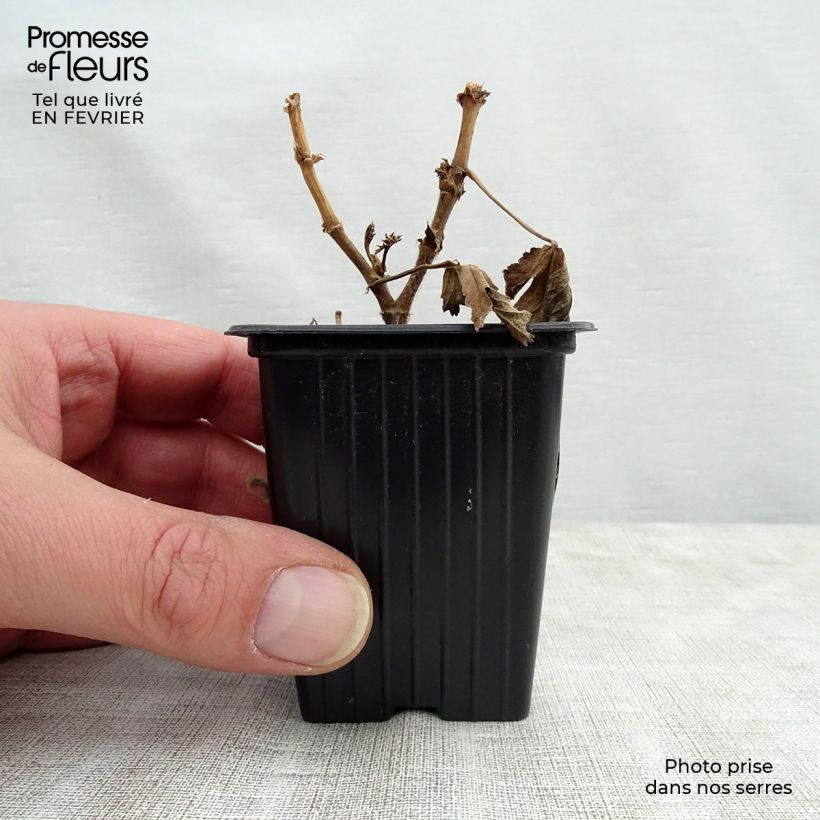 Pelargonium Paton's Unique - Geranion odoroso Vasetto da 7/8 cm esemplare consegnato in inverno