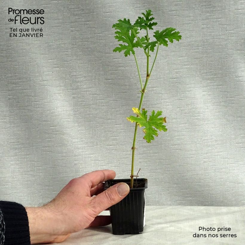 Pelargonium graveolens - Pelargonio odoroso Vasetto da 7/8 cm esemplare consegnato in inverno