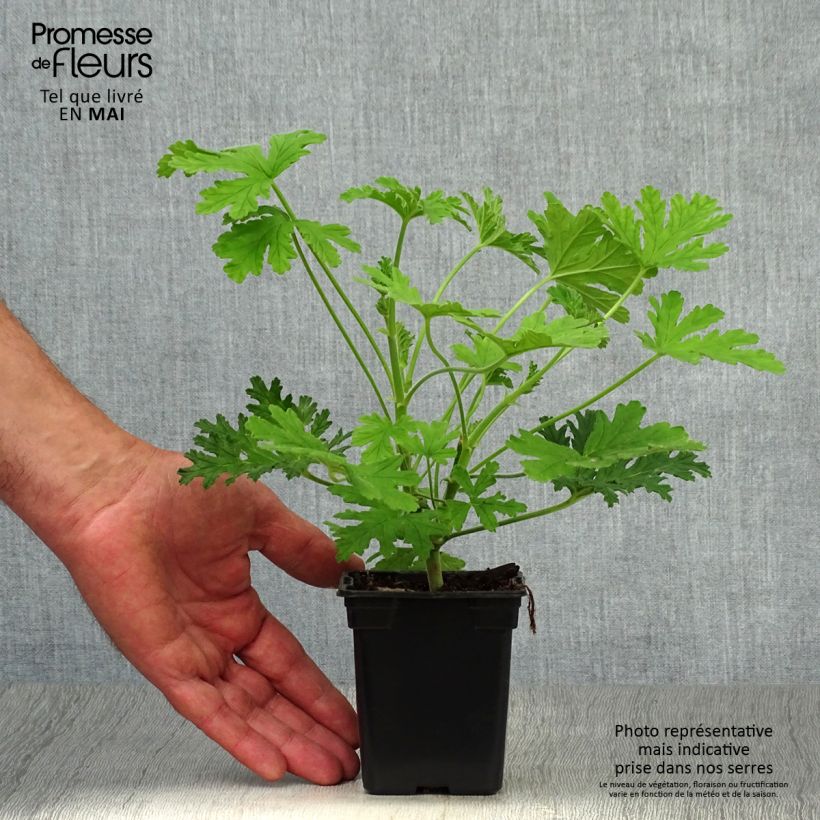 Pelargonium graveolens - Pelargonio odoroso Vasetto da 7/8 cm esemplare consegnato in primavera
