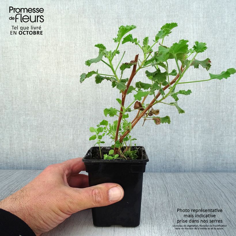 Esemplare di Pelargonium crispum Prince Rupert Vasetto da 7/8 cm come consegnato in autunno