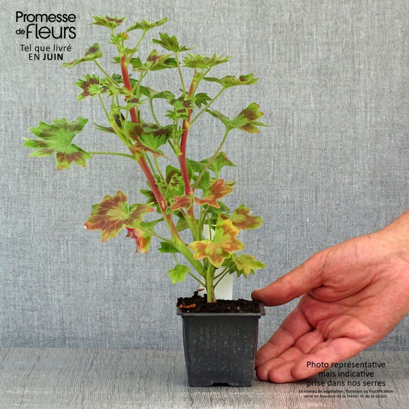 Geranio zonale Stellar Bird Dancer Vasetto da 8/9 cm esemplare consegnato in primavera