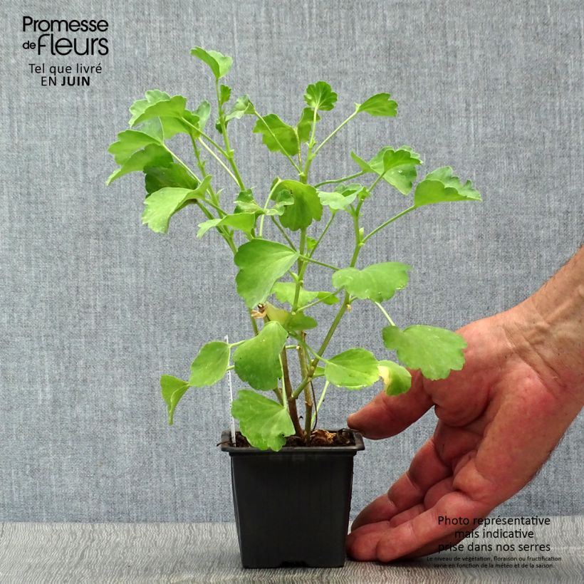 Esemplare di Pelargonium acetosum - Pelargonio Vasetto da 8/9 cm consegnato in estate