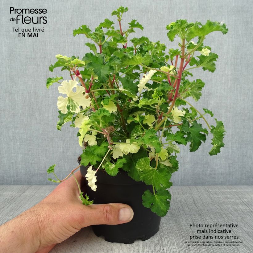 Pelargonium crispum Peach Cream Vaso da 1,5L/2L esemplare consegnato in primavera