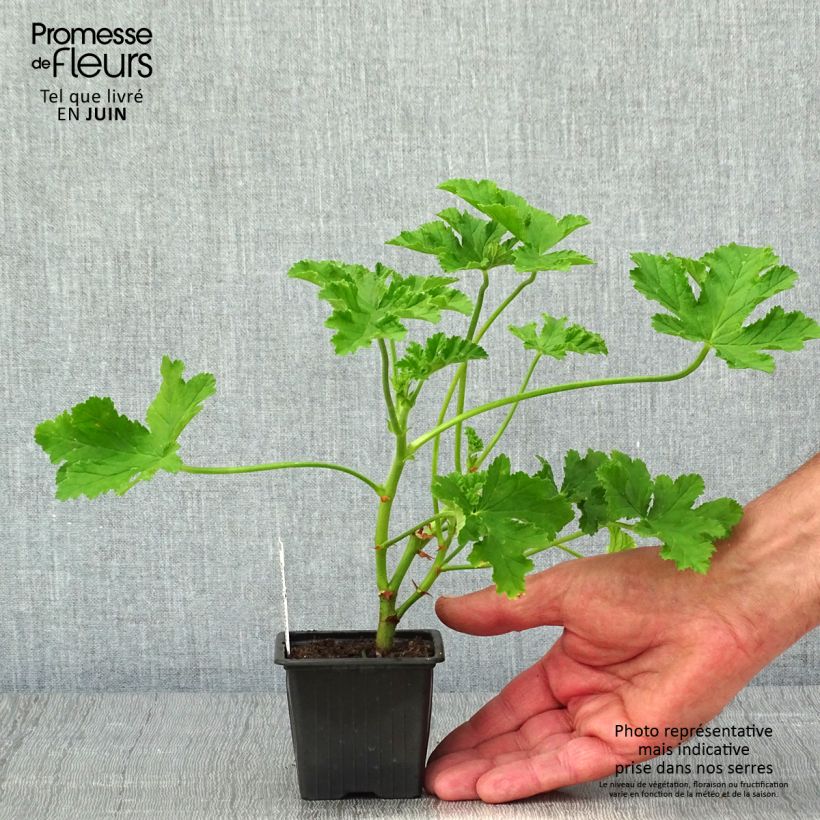 Pelargonium Brunswick Vasetto da 8/9 cm esemplare consegnato in primavera