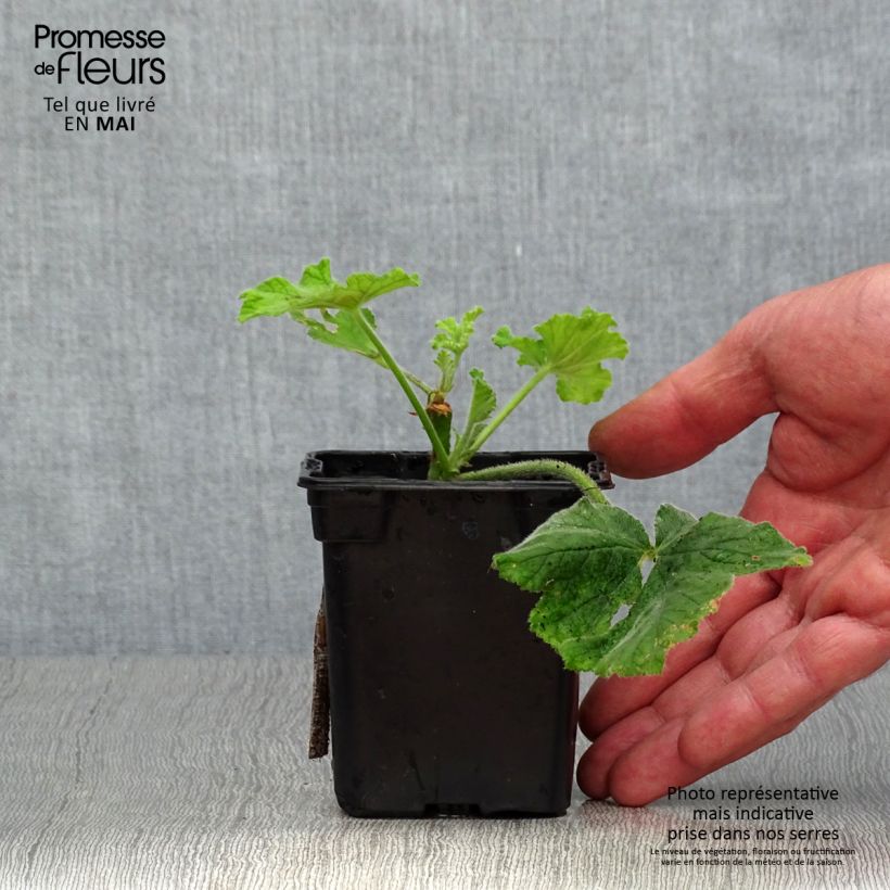 Pelargonium Chocolate - Geranio odoroso Vasetto da 7/8 cm esemplare consegnato in primavera