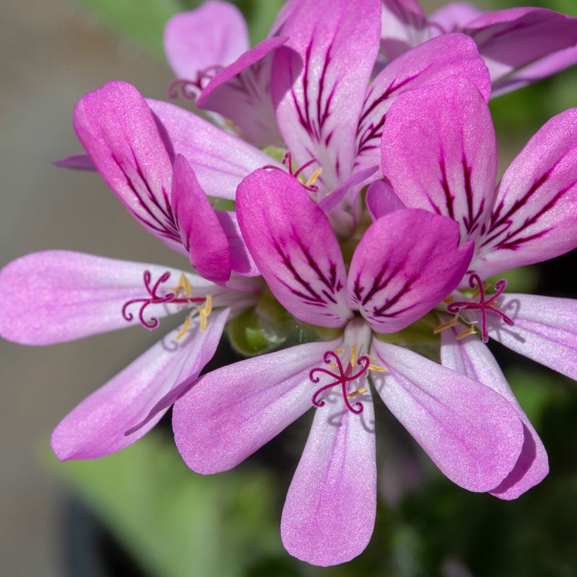 Pelargonium capitatum Pink Capricorn (Fioritura)