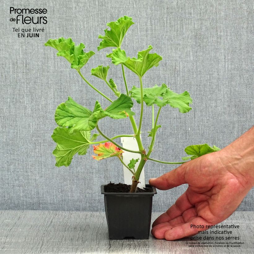 Pelargonium Purple Unique Vasetto da 8/9 cm esemplare consegnato in primavera