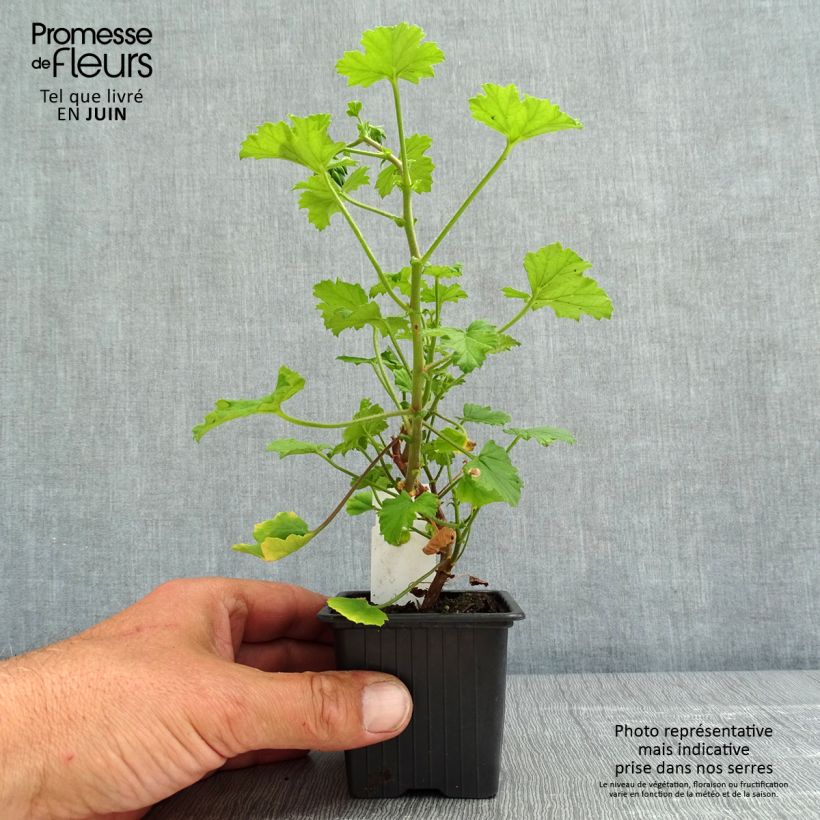 Pelargonium greytonense Vasetto da 8/9 cm esemplare consegnato in primavera