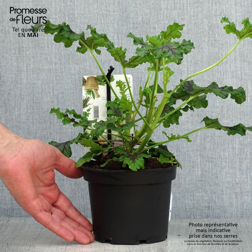 Pelargonium quercifolium Royal Oak Vaso da 1,5L/2L esemplare consegnato in primavera