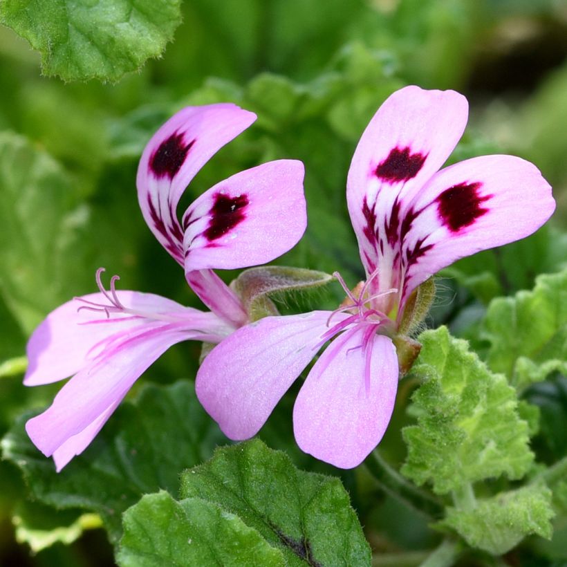 Pelargonium quercifolium Royal Oak (Fioritura)